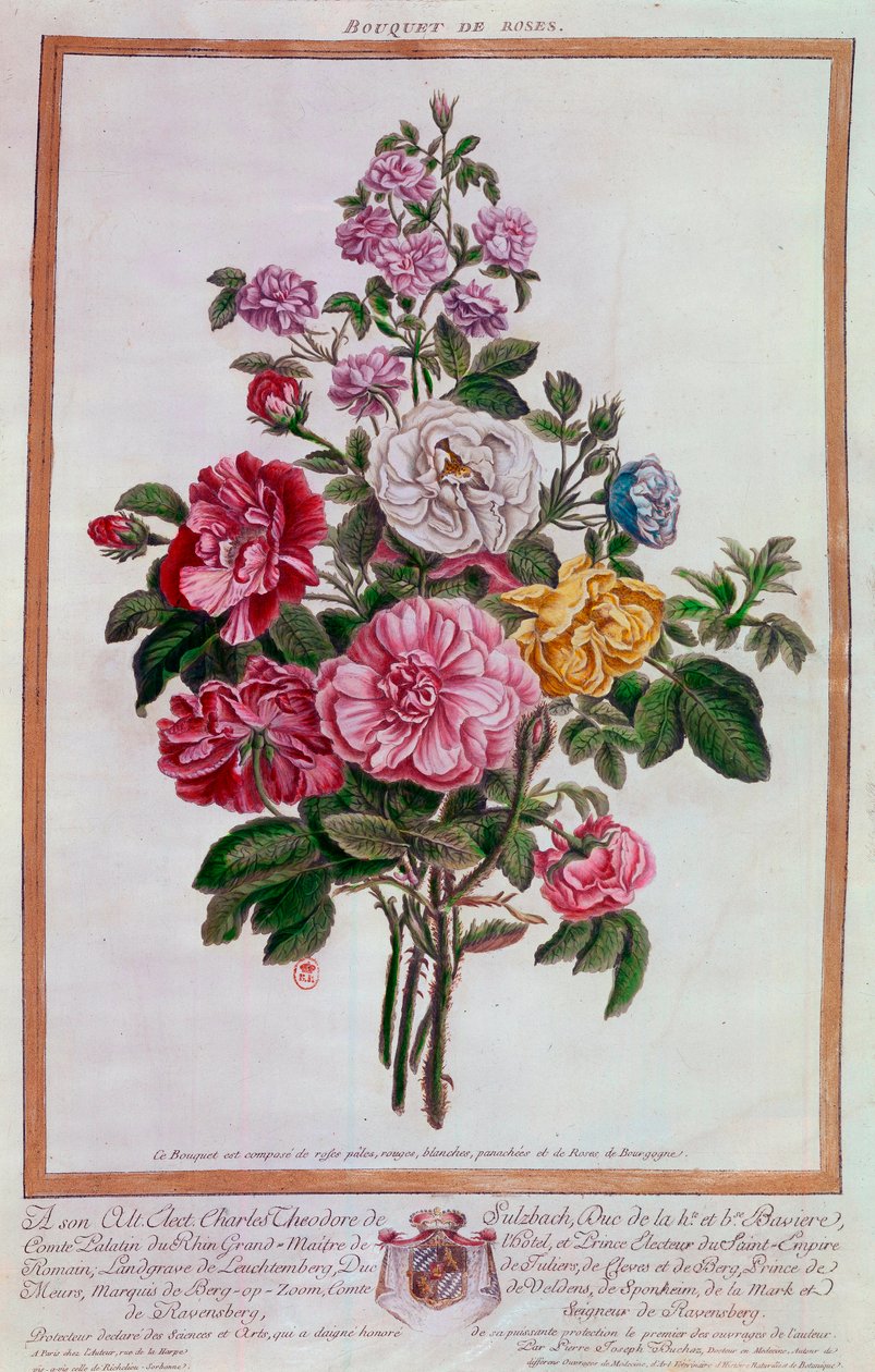 Bukiet róż Litografia Pierre Joseph Buchoz (1731-1807) XVIII w. Paryż, B.N. autorstwa Pierre Joseph Buchoz