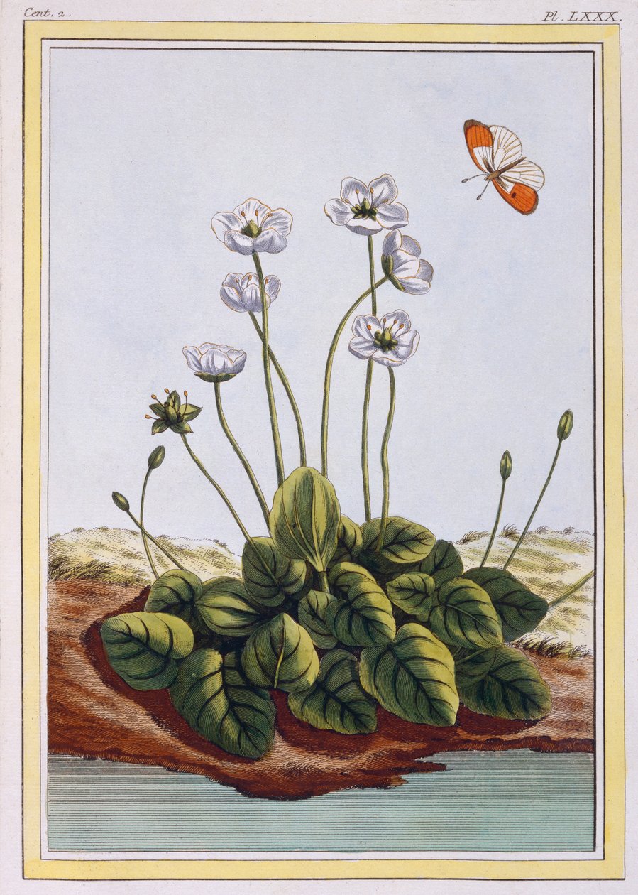 Quackgrass of Parnassus Grass of Parnassus, wyd. 1776. autorstwa Pierre Joseph Buchoz
