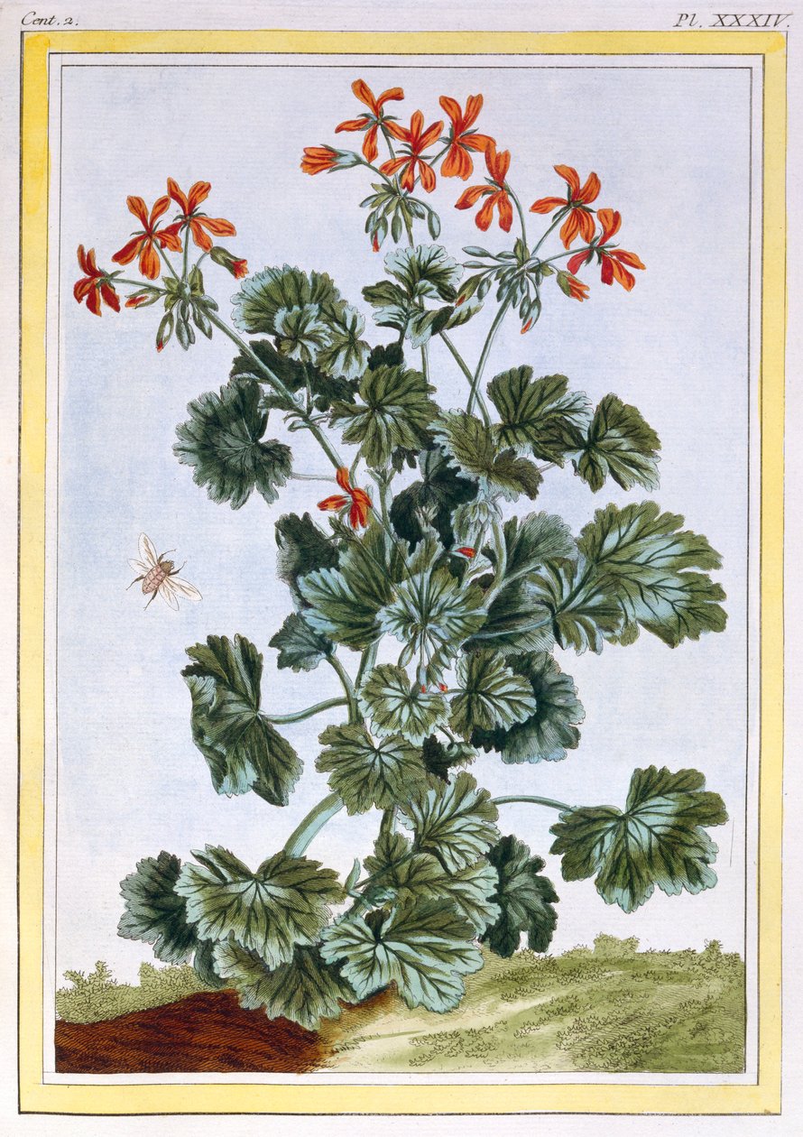 Cranesbill, wyd. 1776. autorstwa Pierre Joseph Buchoz