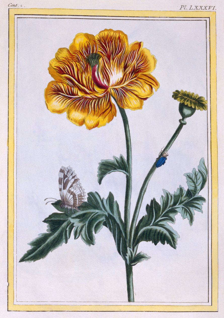 Jaskier podwójny pełzający Jaskier repens Var: Pleniflorus, wyd. 1776. autorstwa Pierre Joseph Buchoz