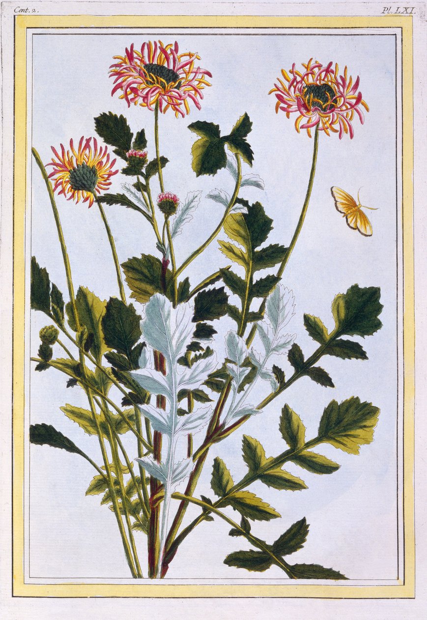 Ethiopian Arcotis (lilia afrykańska), c.1766 (ręcznie barwiony grawerunek) autorstwa Pierre Joseph Buchoz