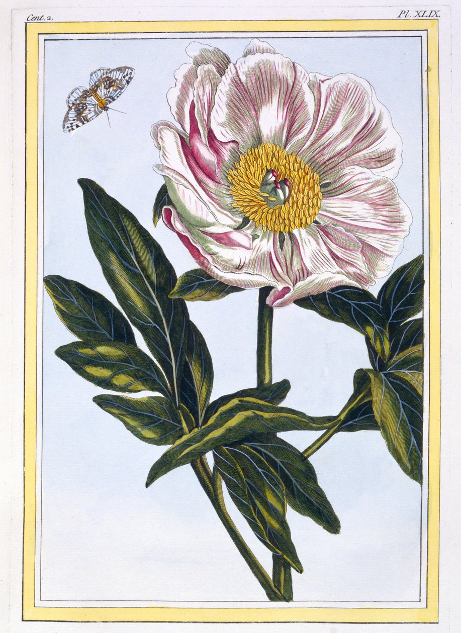 Wspólna Paeony w kolorze miąższu, wyd. 1776. autorstwa Pierre Joseph Buchoz