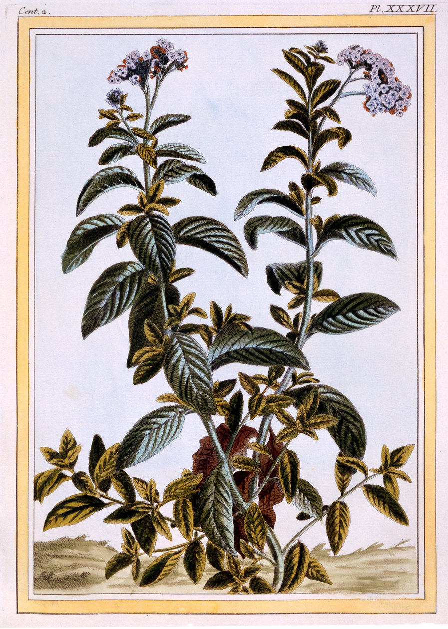 Heliotrop lub Cherry-Pie, ok. 1766 (ręcznie barwiony grawerunek) autorstwa Pierre Joseph Buchoz