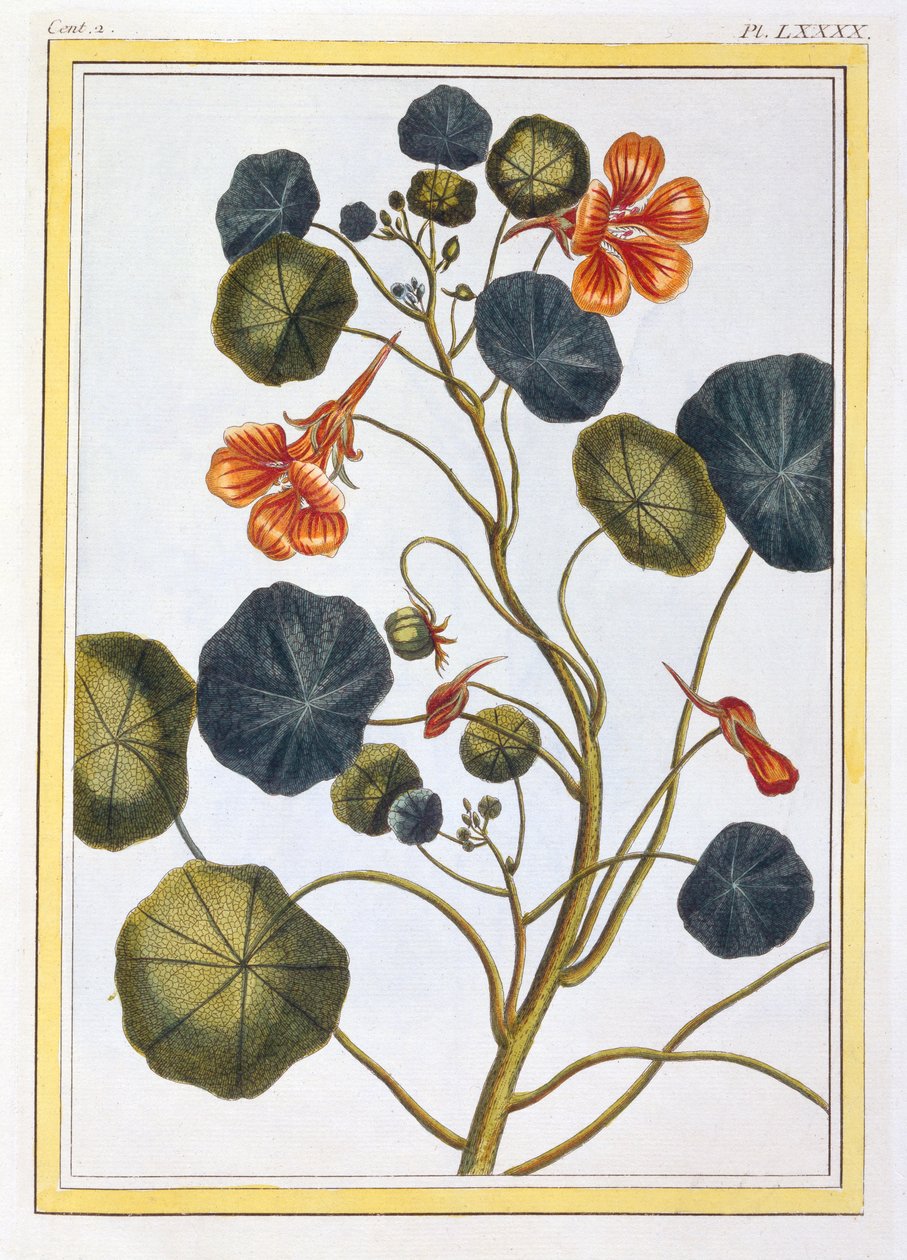 La Capucine Nasturtium, wyd. 1776 autorstwa Pierre Joseph Buchoz