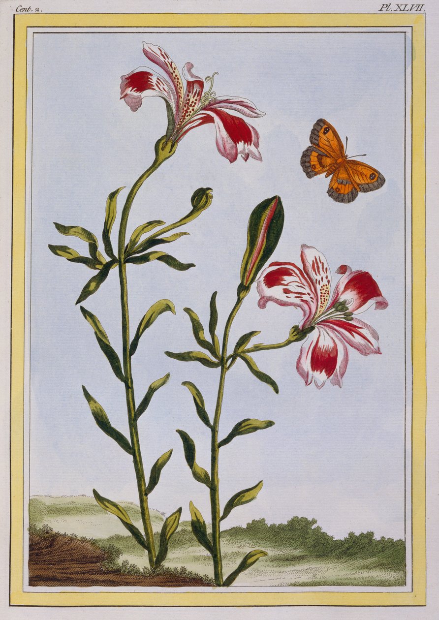 La Fleur Tachete des Incas (lilia peruwiańska), ok. 1766 (ręcznie barwiony grawerunek) autorstwa Pierre Joseph Buchoz