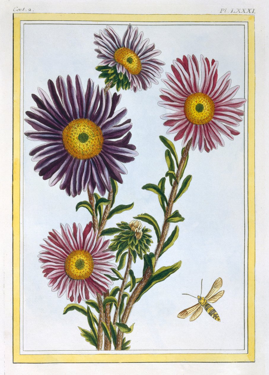 Królowa Małgorzata Aster, wyd. 1776. autorstwa Pierre Joseph Buchoz