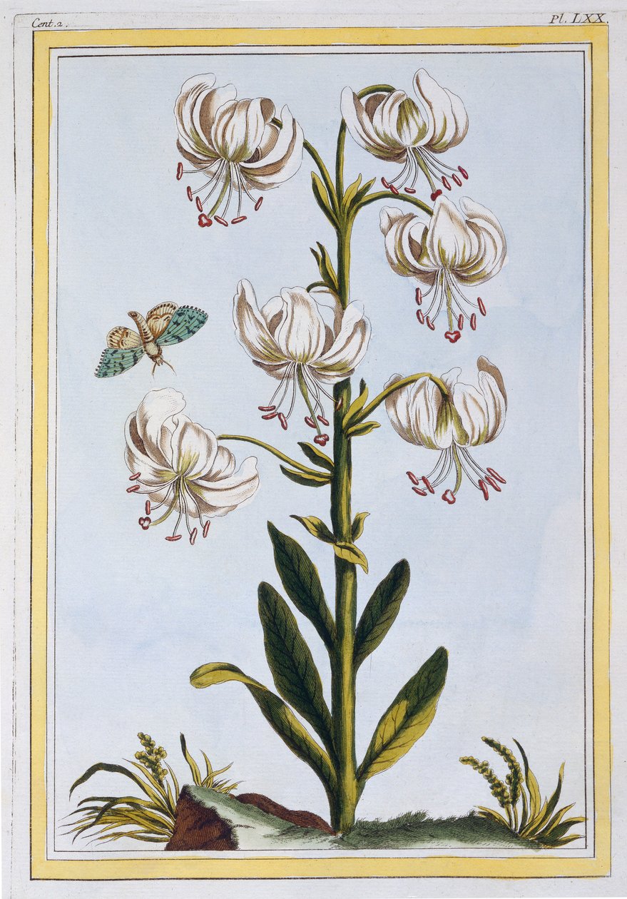 Le Martagan Blanc,  pub. 1776. autorstwa Pierre Joseph Buchoz