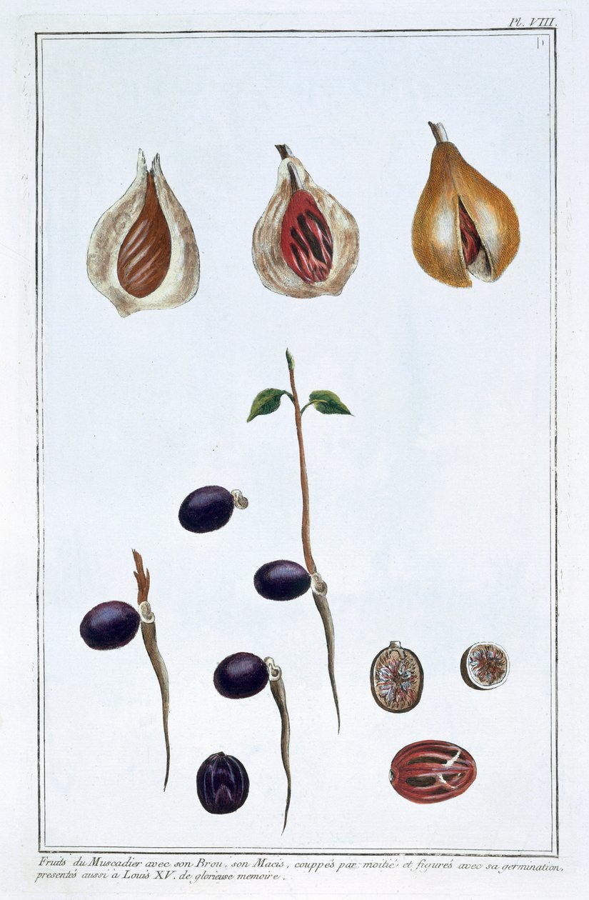 Gałka muszkatołowa, c1751-1807 autorstwa Pierre Joseph Buchoz