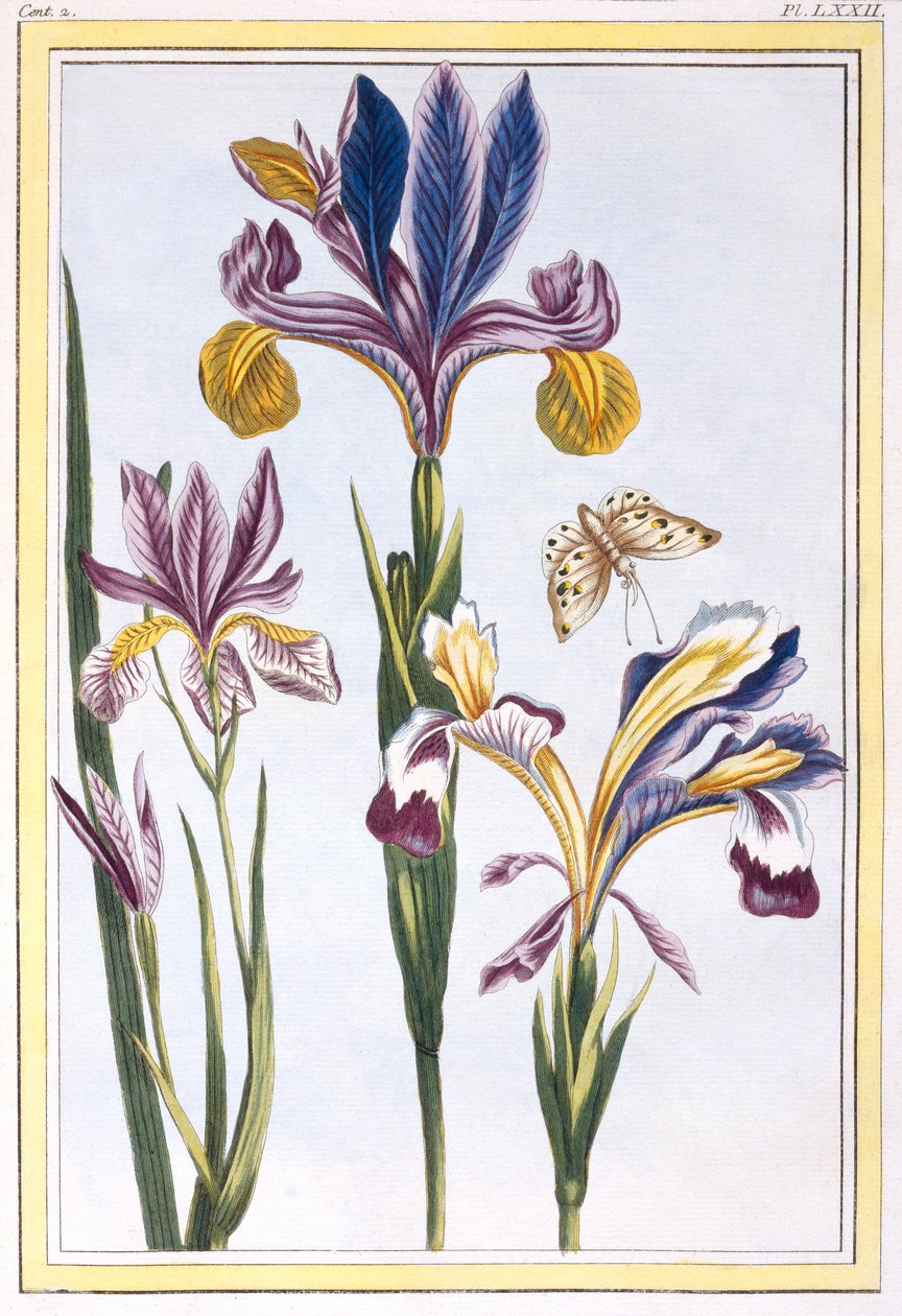 Barwny Iris, wyd. 1776. autorstwa Pierre Joseph Buchoz