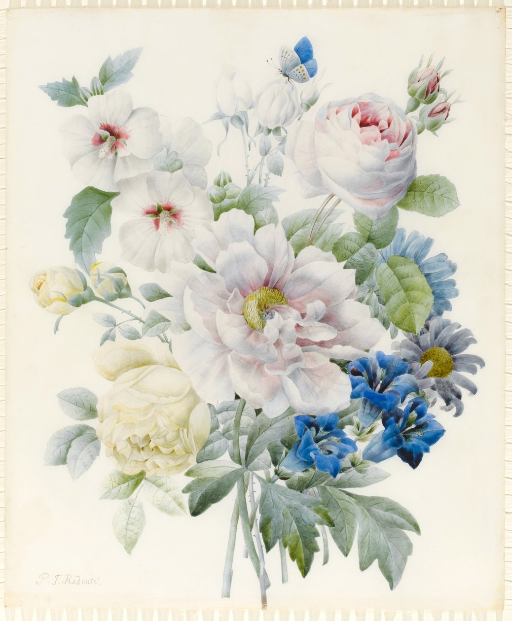 Bukiet kwiatów, w tym piwonia, róże, hibiskus, astry, goryczka i wyimaginowany niebieski motyl (grafit i wc ze śladami gumy arabskiej nad grafitem na welinie) autorstwa Pierre Joseph Redouté
