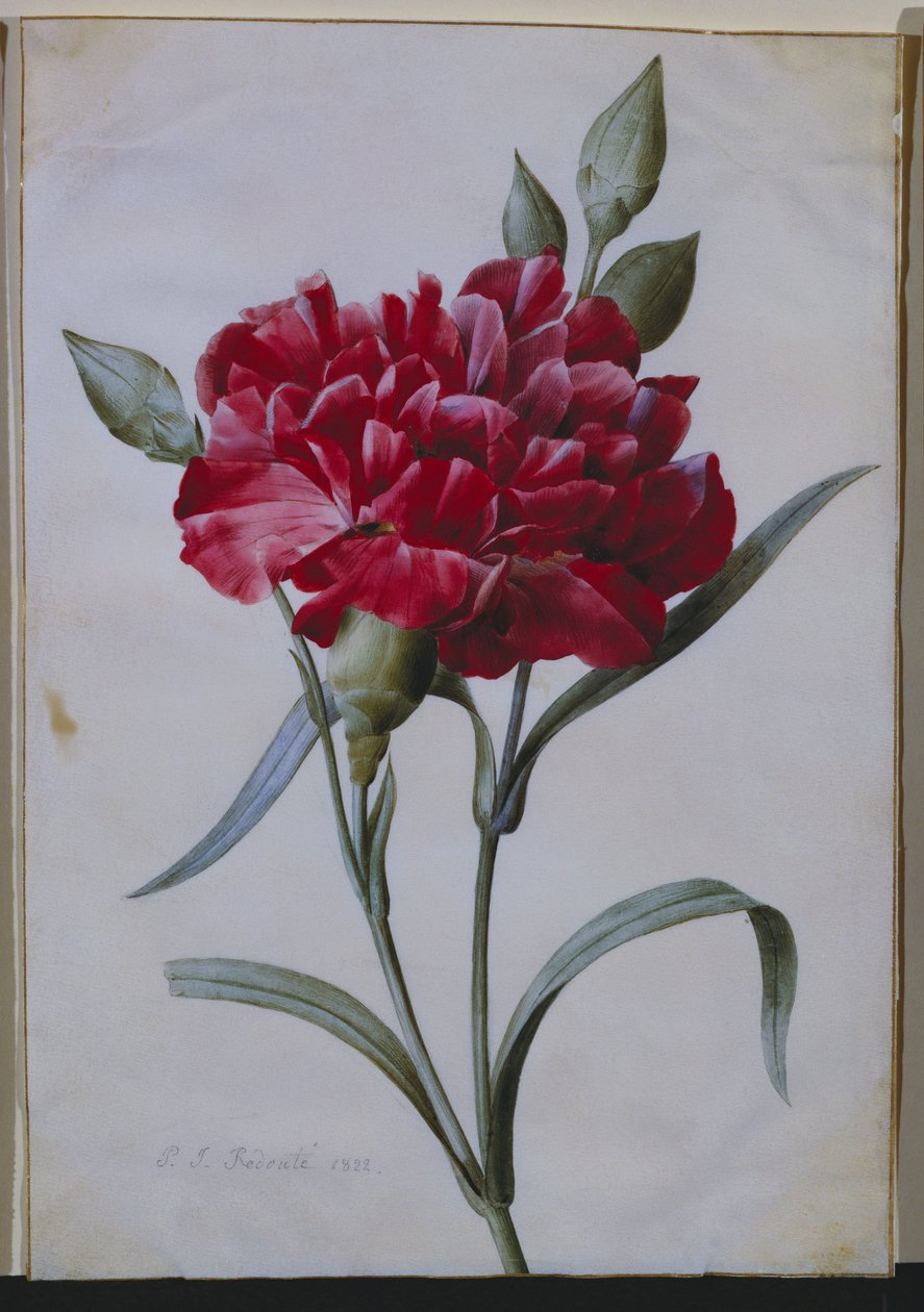 Ciemnoczerwony goździk, 1822 autorstwa Pierre Joseph Redouté