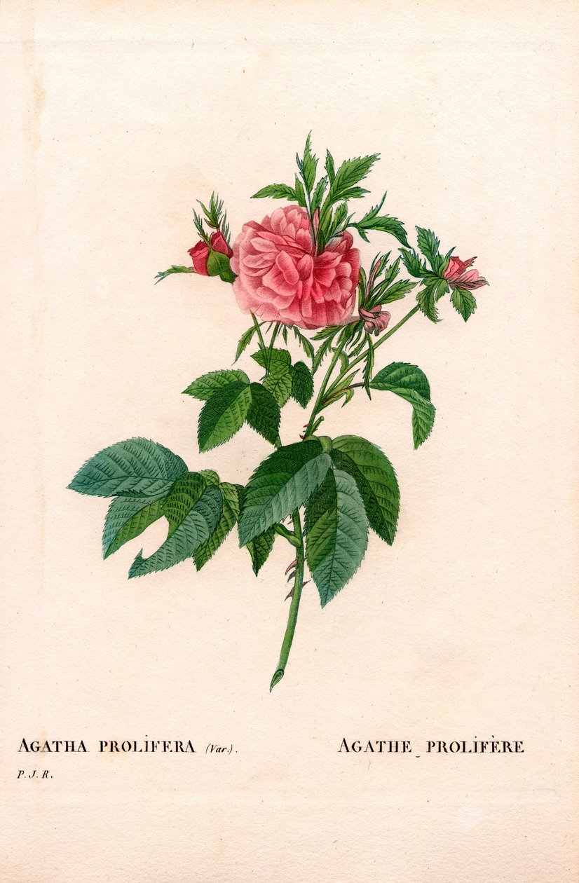 Agatha prolifere rose, odmiana Rosa gallica. Ręcznie barwiony miedzioryt kropkowany z „”Les Roses” Pierre
