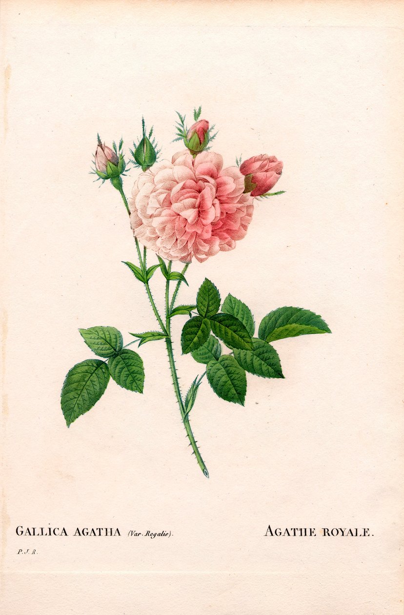 Róża Agathe Royale, odmiana Rosa gallica. Ręcznie barwiony miedzioryt kropkowany z „”Les Roses” Pierre