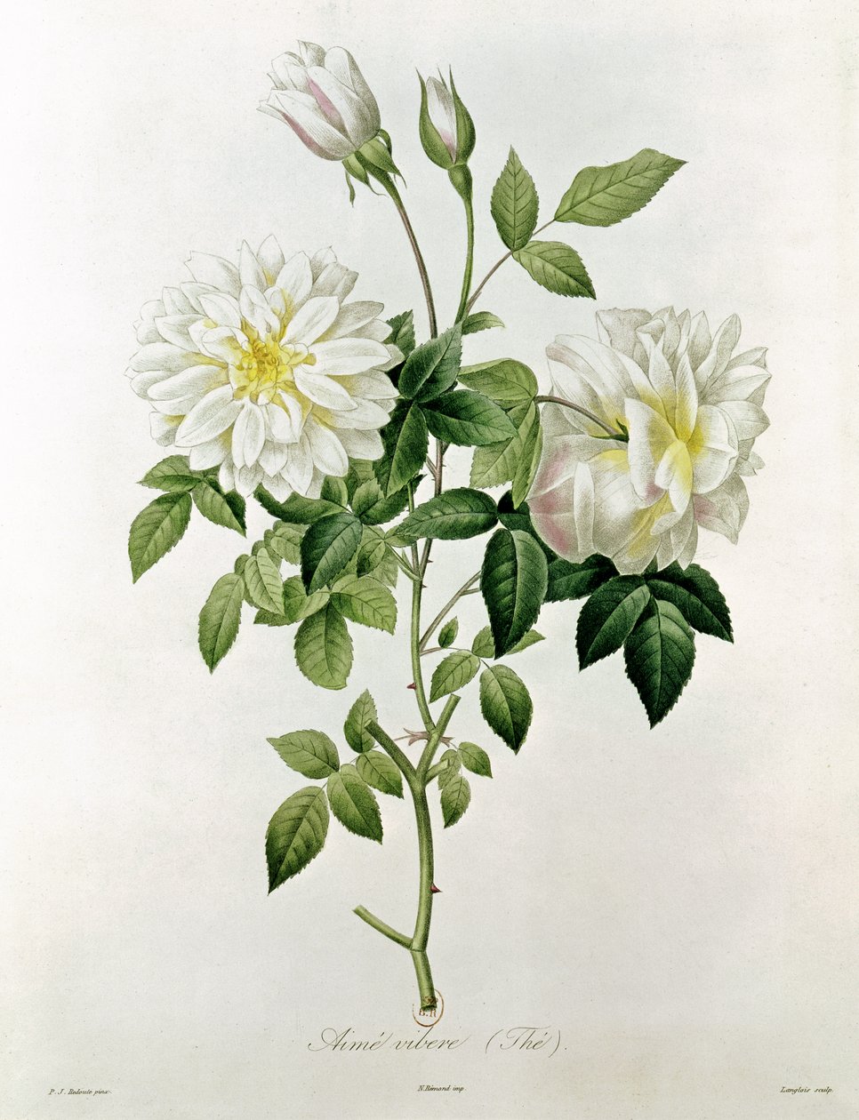 Aime Vibere (herbata) grawerowane przez Eustache Hyacinthe Langlois (1777-1837) autorstwa Pierre Joseph Redouté