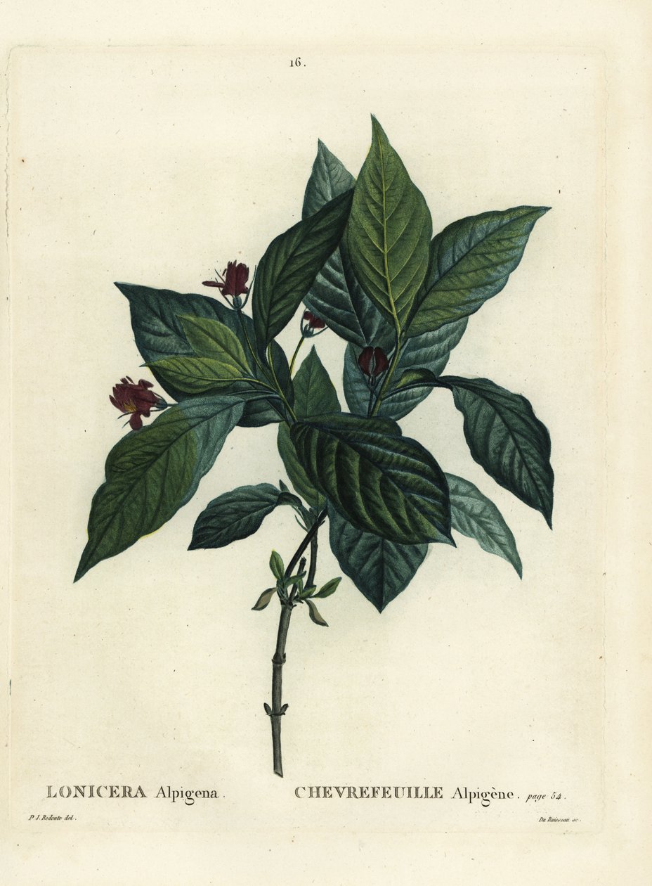Wiciokrzew alpejski, Lonicera alpigena. Ręcznie barwiony grawerunek punktowany autorstwa Du Ruisseau według ilustracji Pierre-Josepha Redoute z Treat des Arbres et Shrustes Henri Louisa Duhamela du Moncel, Paryż autorstwa Pierre Joseph Redouté