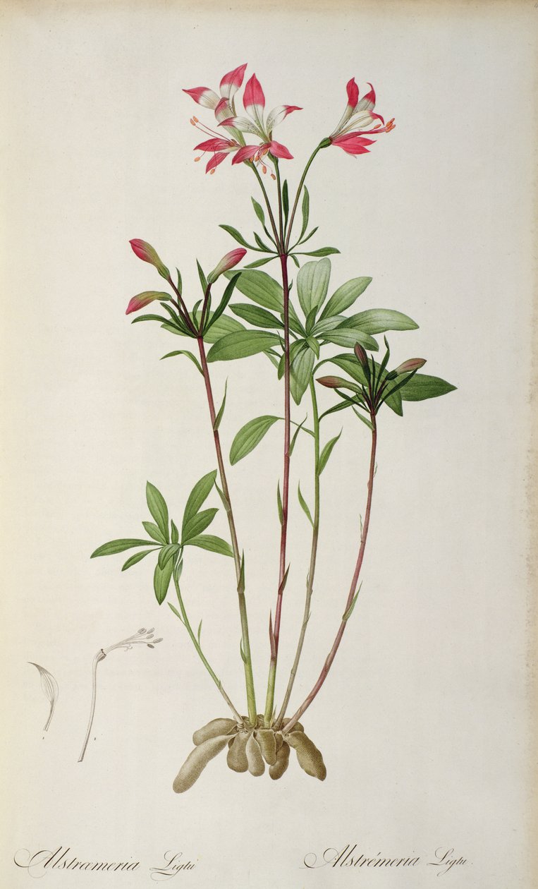 Alstraemeria Ligtu, z „Les Liliacees” Pierre