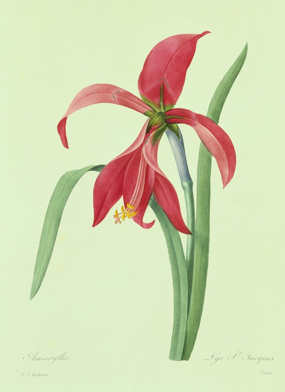 Amarylis (kolorowy grawer) autorstwa Pierre Joseph Redouté