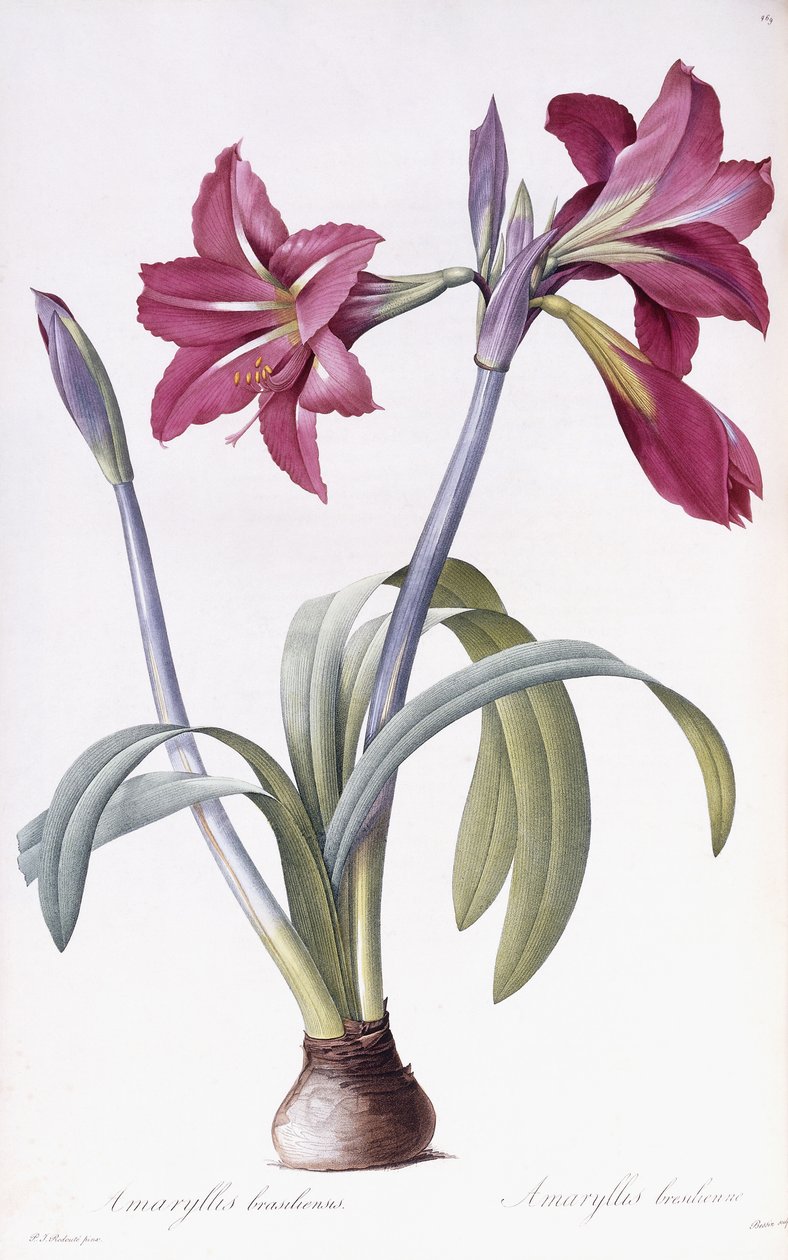 Amarylis Brasiliensis autorstwa Pierre Joseph Redouté