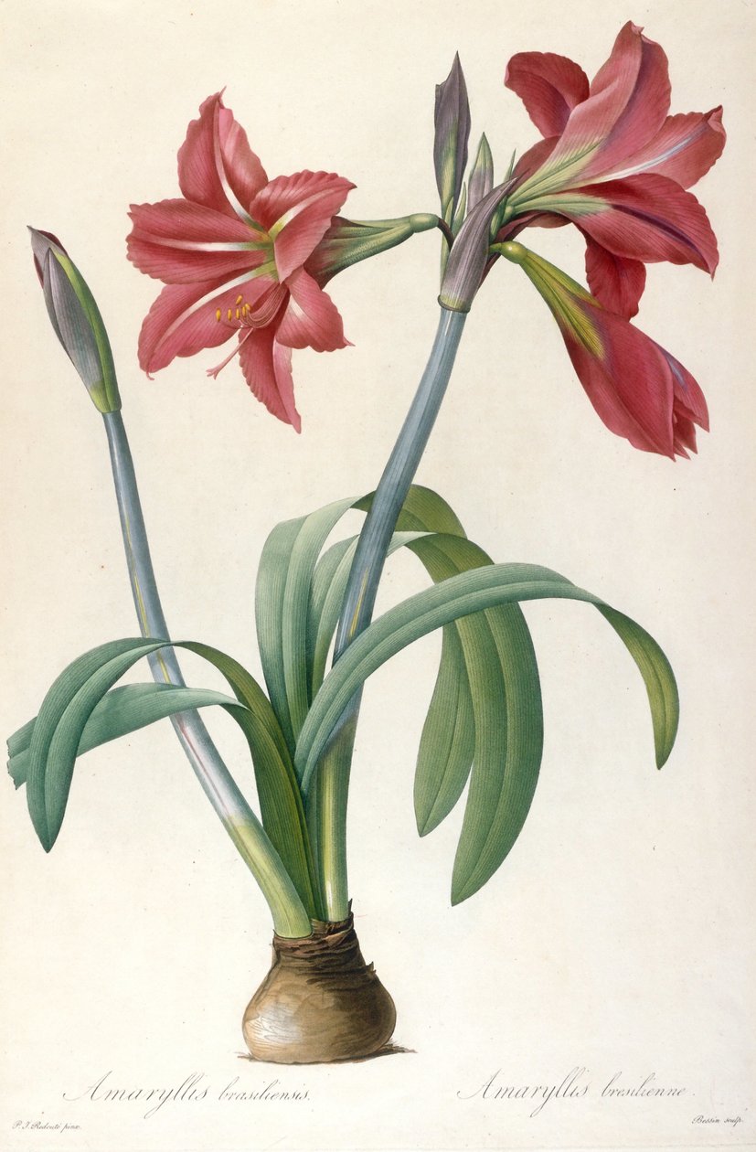 Amarylis brasiliensis Brazylijski Amarylis. autorstwa Pierre Joseph Redouté