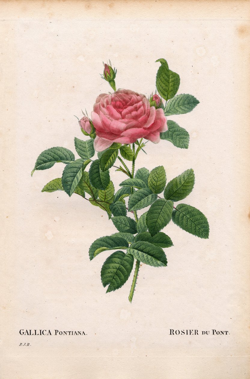 Róża Andre Du Ponta, odmiana Rosa gallica, Rosier du Pont. Ręcznie barwiony miedzioryt kropkowany z „”Les Roses” Pierre
