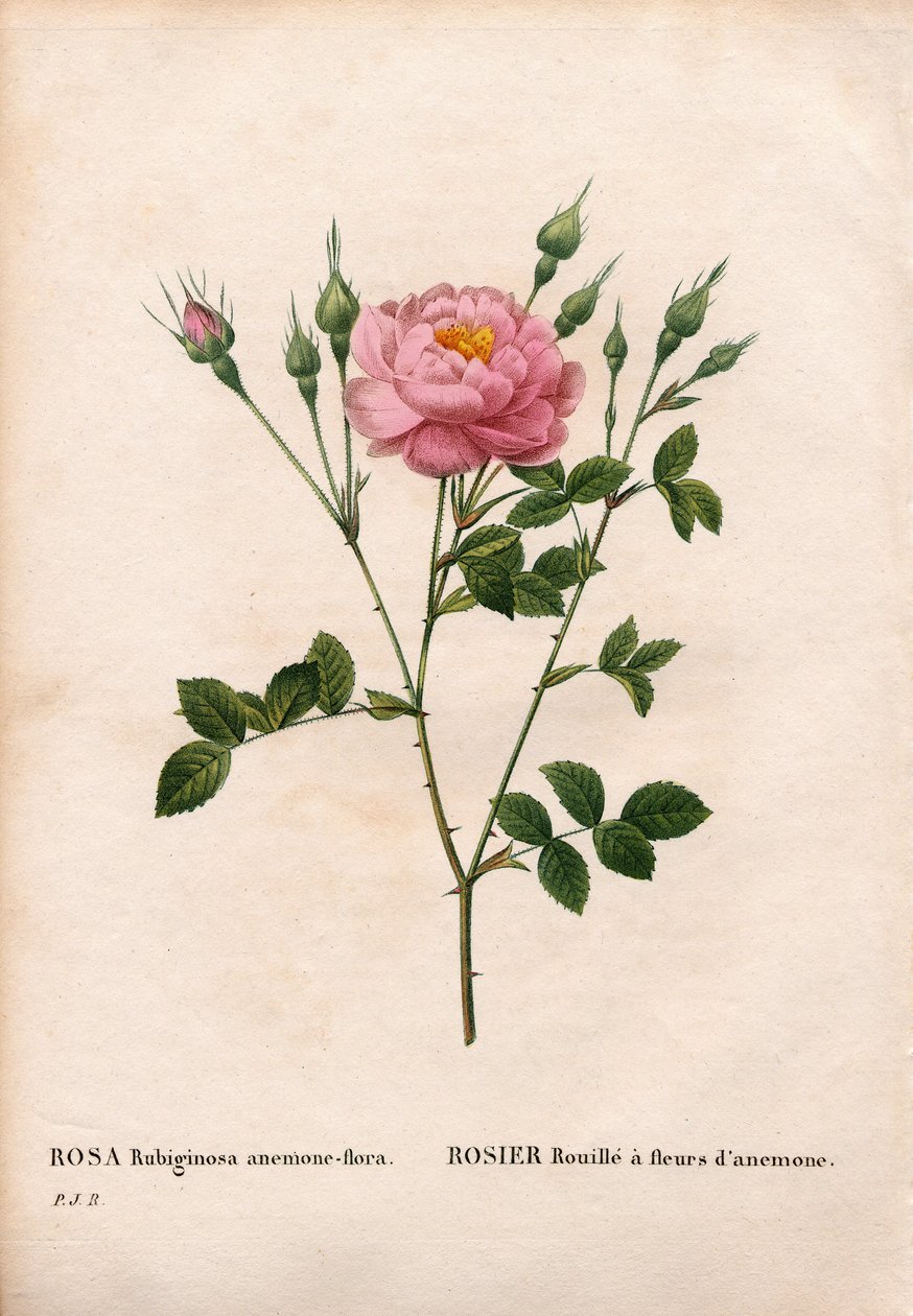 Róża gałązkowa o kwiatach anemonów, odmiana Rosa rubiginosa, róża rdzawa z kwiatami anemonów. Ręcznie barwiony miedzioryt kropkowany z „”Les Roses” Pierre