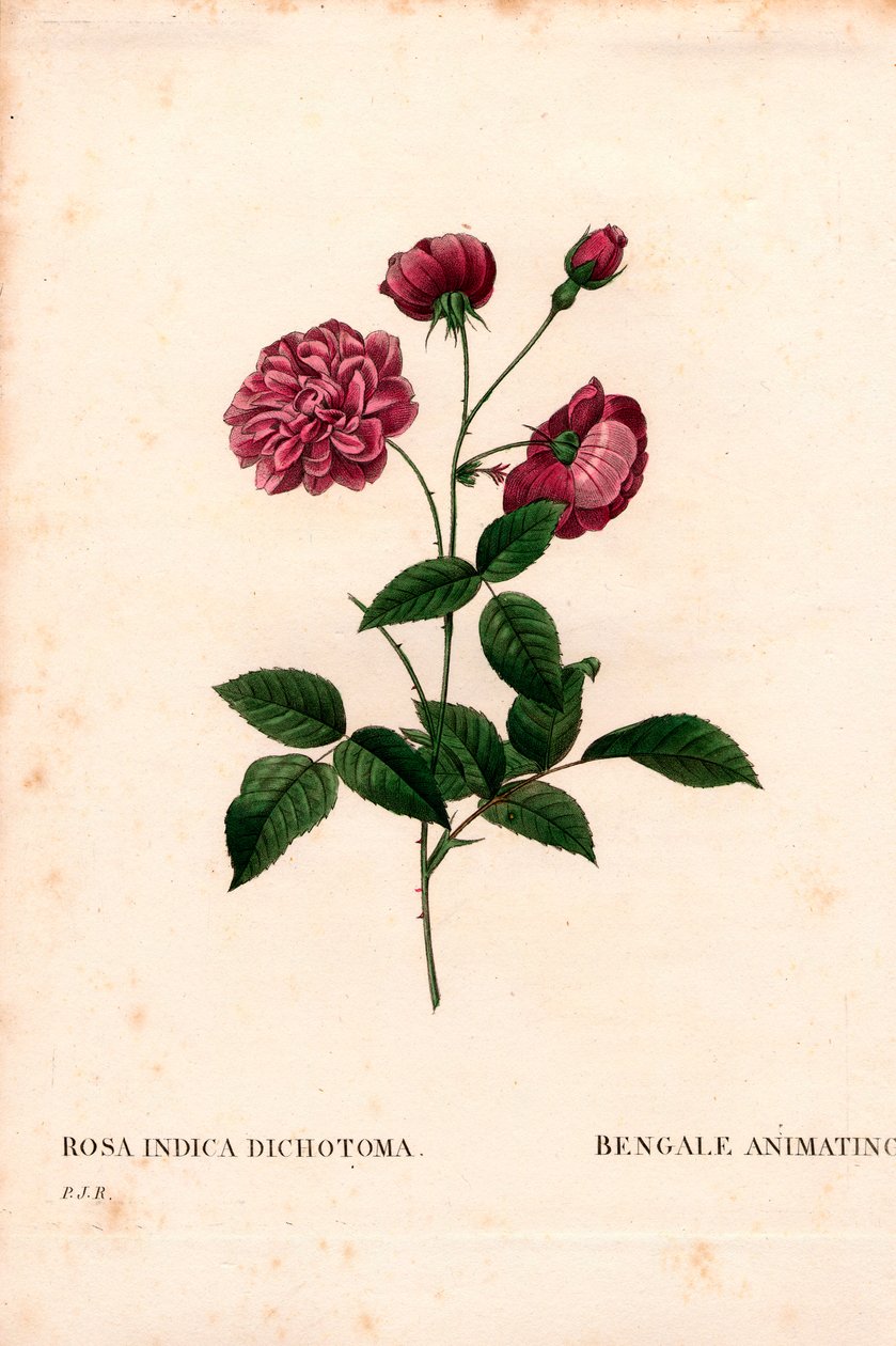 Animowana róża chińska, hybryda Rosa chinensis, animacja bengalska. Ręcznie barwiony miedzioryt kropkowany z „”Les Roses” Pierre
