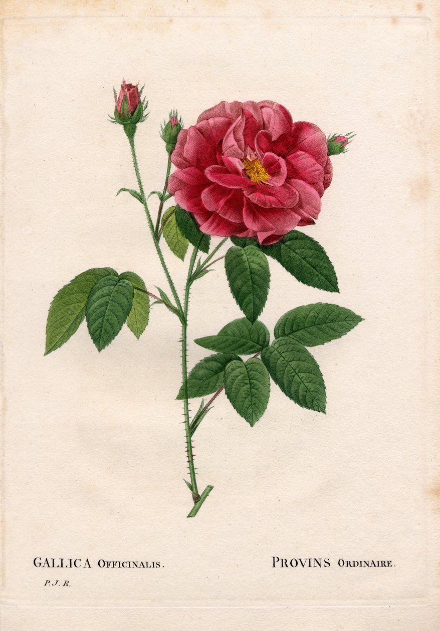 Róża aptekarska, Rosa gallica var. officinalis, Rose de Provins zwyczajna. Ręcznie barwiony miedzioryt kropkowany z „”Les Roses” Pierre