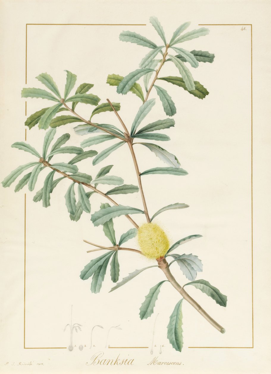 Banksia Marcescens, 1813 (wc i bodycolour na grafitowym papierze welinowym) autorstwa Pierre Joseph Redouté