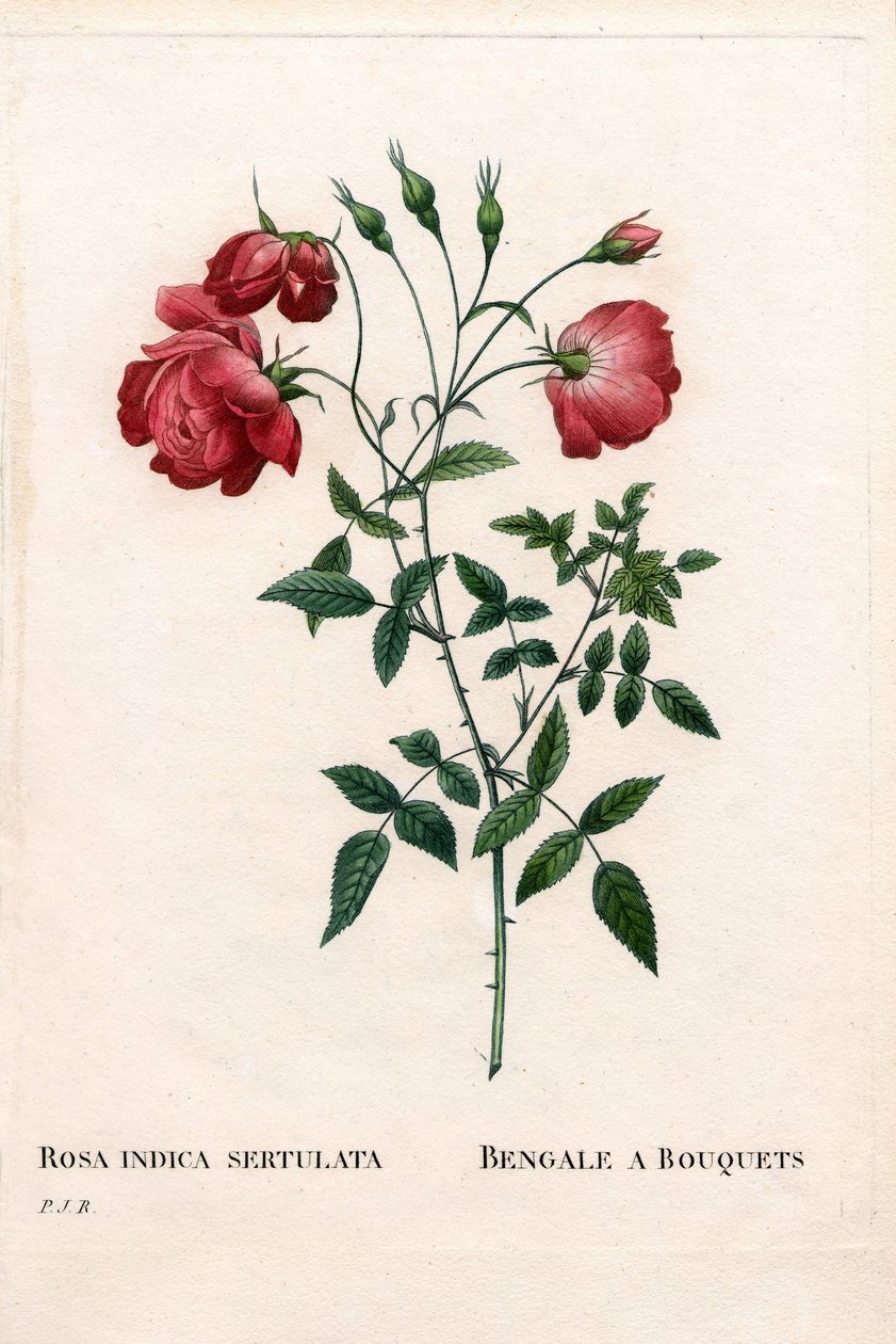Bengal a Róża Bukietów, odmiana Rosa chinensis. Ręcznie barwiony miedzioryt kropkowany z „”Les Roses” Pierre