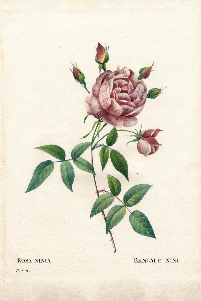 Róża bengalska nini, Rosa indica ninia. Ręcznie barwiony miedzioryt kropkowany z „”Les Roses” Pierre