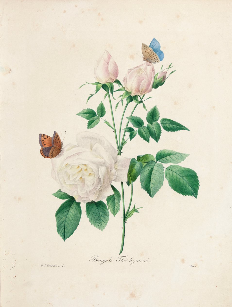 Herbata bengalska Hymenaeus, wyryta przez Victora, z "Choix des Plus Belles Fleurs et des Plus Beaux Fruits", Vol. I, 1827-33 autorstwa Pierre Joseph Redouté