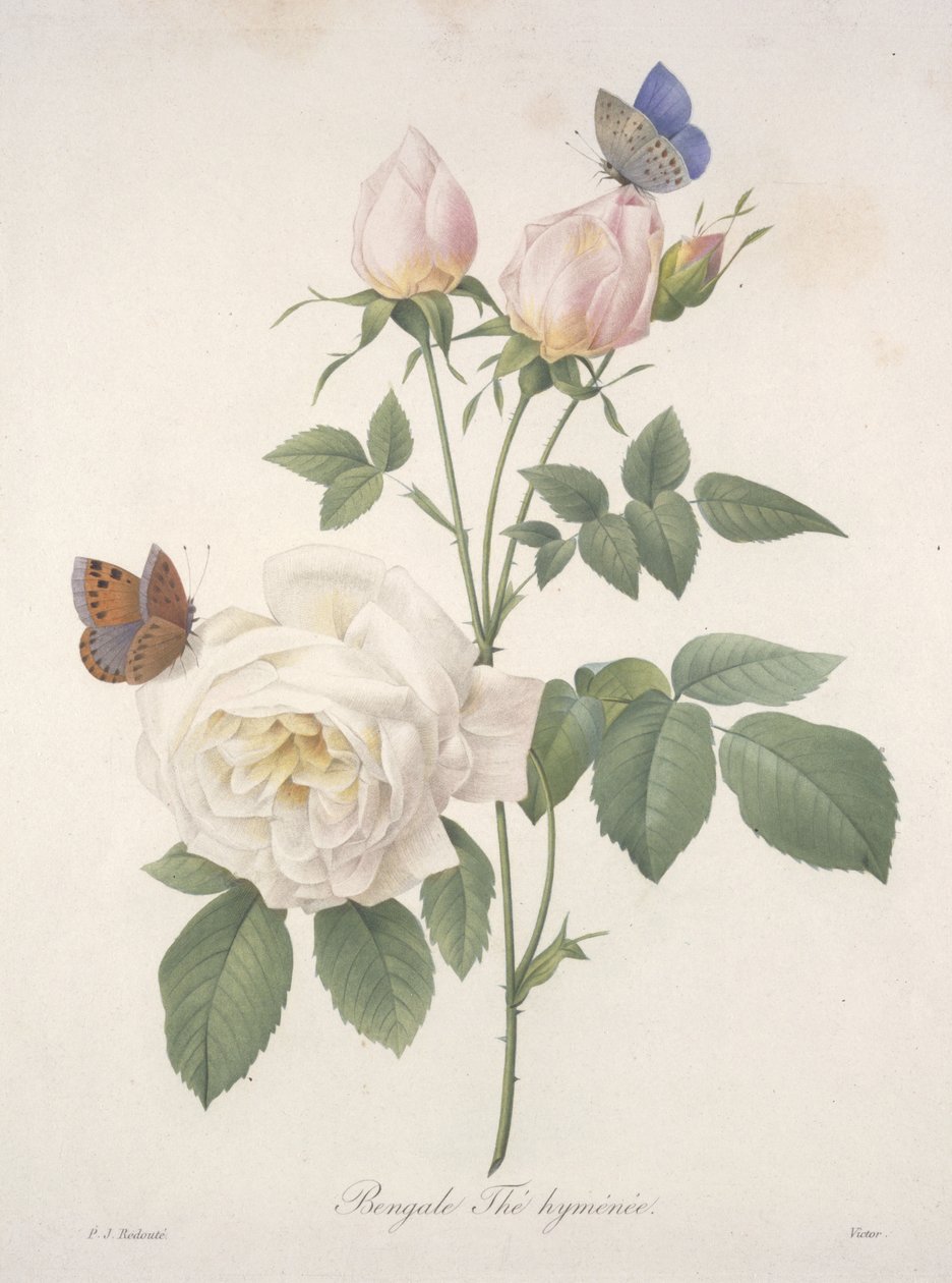 Herbata bengalska Hymenal, z Wybór najpiękniejszych kwiatów i najpiękniejszych owoców, 1827 (ręcznie kolorowane kropkowane grawerowanie) autorstwa Pierre Joseph Redouté