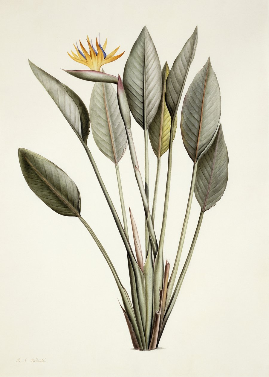 Rajski ptak; Strelicja Reginae, autorstwa Pierre Joseph Redouté