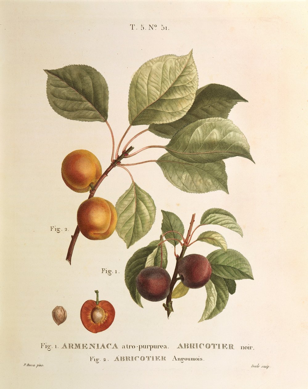 Odmiany Black Apricot i Apricot: Prunus armeniaca, Armeniaca atropurpurea – Pierre Joseph Redoute (1759-1840) autorstwa Pierre Joseph Redouté