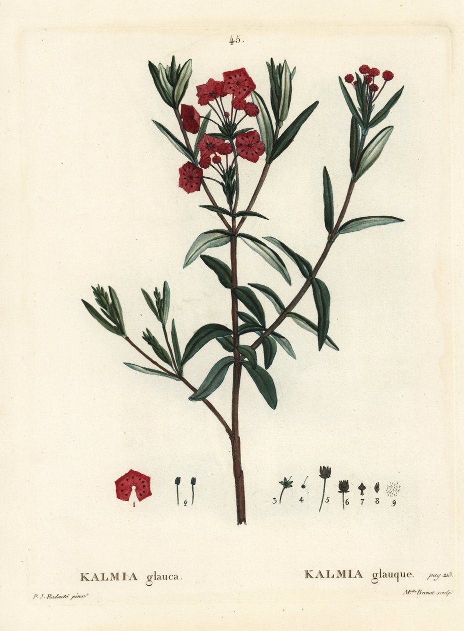 Wawrzyn błotny, Kalmia polifolia (Kalmia glauca). Ręcznie barwiony grawerunek punktowany przez pannę Brenet na podstawie ilustracji Pierre-Josepha Redoute z Treat des Arbres et Shrustes Henri Louisa Duhamela du Moncel, Paryż autorstwa Pierre Joseph Redouté