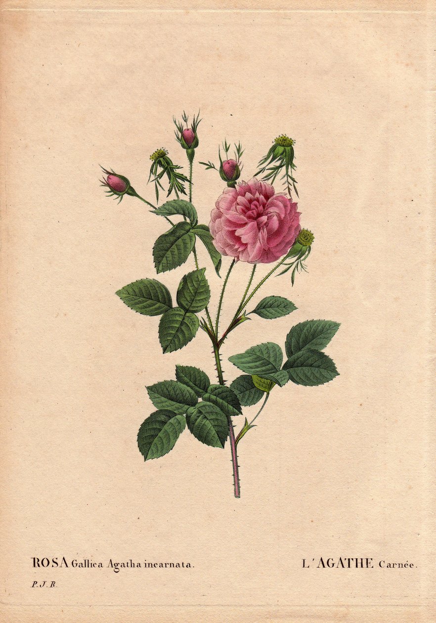 Deska Botaniczna, Kwiat, Róża Odmiana: Agathe carnee (Rosa gallica agatha incarnata). Nieznane pochodzenie, hybryda gatunku z adamaszku Rose Gallica. W „Różach”, tom 2 autorstwa Pierre