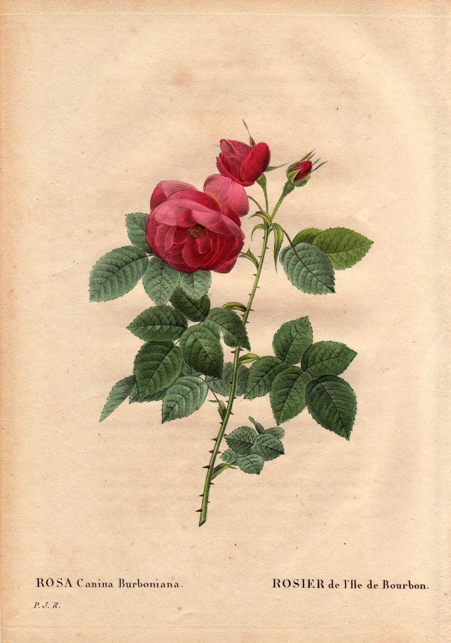 Deska botaniczna, kwiat, odmiana róży: Róża z wyspy Bourbon (Rosa canina burbonia). Uprawiana w 1821 roku w ogrodach Neuilly we Francji przez Monsieur Jacques z nasionami z wyspy Bourbon. W „” Les Roses”, tom 2 autorstwa Pierre