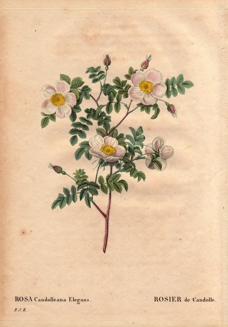 Tablica botaniczna, kwiat, odmiana róży: Biała róża De Candolle lub Rose de Candolle (Rosa candolleana elegans). Dzika róża, odkryta w południowej Europie i nazwana De Candolle w 1819 r. W „”Les Roses”, tom 2 autorstwa Pierre Joseph Redoute (1759-1840) autorstwa Pierre Joseph Redouté