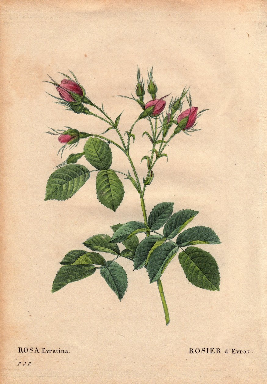 Deska Botaniczna, Kwiat, Róża Odmiana: Róża Evrat (Rosa evratina). Pochodzenie Nieznane, z holenderskich szklarni i daje Monsieur Evrath przed 1824. W „” Les Roses”, Tom 2 autorstwa Pierre Joseph Redoute (1759-1840) autorstwa Pierre Joseph Redouté
