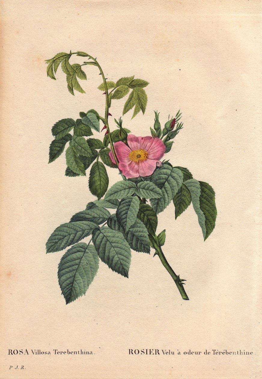 Deska botaniczna, kwiat, odmiana róży: Hairy Rose ma zapach Terebenthine (Rosa Villosa Terebenthina). W „” Les Roses”, tom 2 autorstwa Pierre