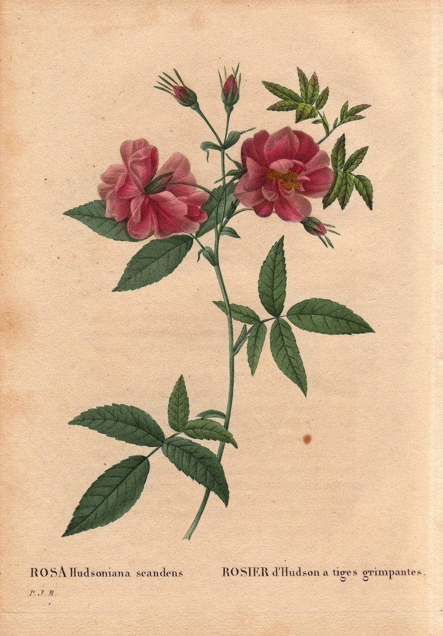 Deska Botaniczna, Kwiat, Róża Odmiana: Róża Hudson z pnącymi pędami (Rosa hudsoniana scandens). Z Ameryki Północnej. W „” Les Roses”, tom 2 autorstwa Pierre