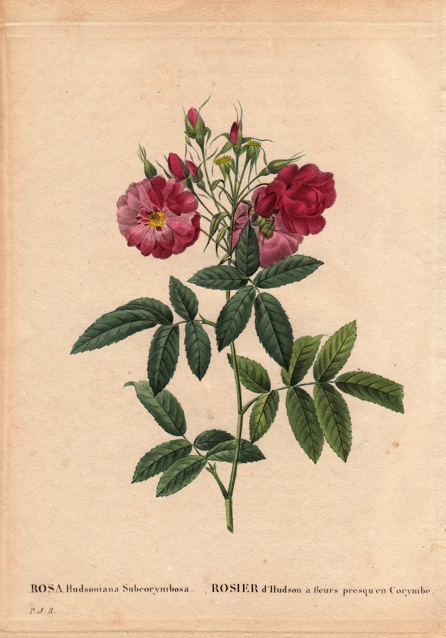 Tablica botaniczna, kwiat, odmiana róży: róża Hudson o kwiatach prawie w Corymbe (Rosa hudsonia subcorymbosa), z Ameryki Północnej, odmiana ta była uprawiana przez Monsieur Ternaux przed 1821 rokiem. W „Les Roses”, tom 2 Pierre Joseph Redoute (1759) -1840) autorstwa Pierre Joseph Redouté