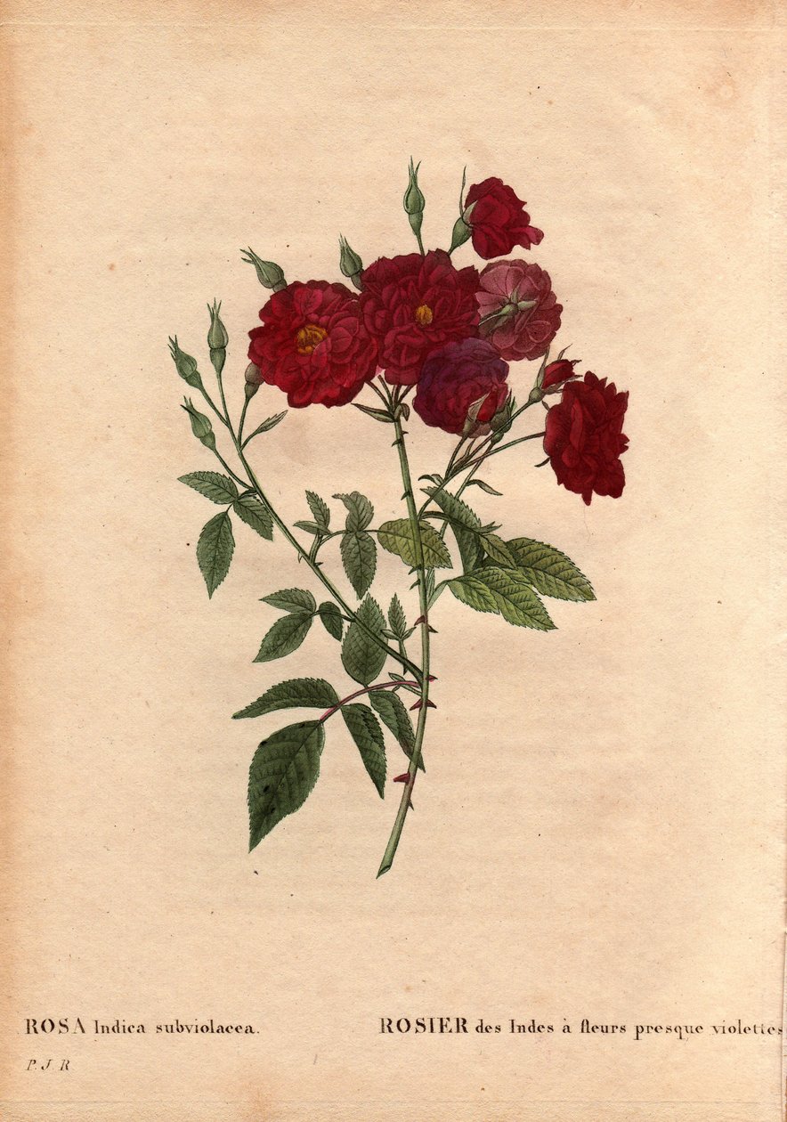 Tablica botaniczna, kwiat, odmiana róży: Róża indyjska o niemal fioletowych kwiatach (Rosa indica subviolacea). Uprawiany przez M. Ternaux około 1812 r. W „”Les Roses”, tom 2 autorstwa Pierre Joseph Redoute (1759-1840) autorstwa Pierre Joseph Redouté