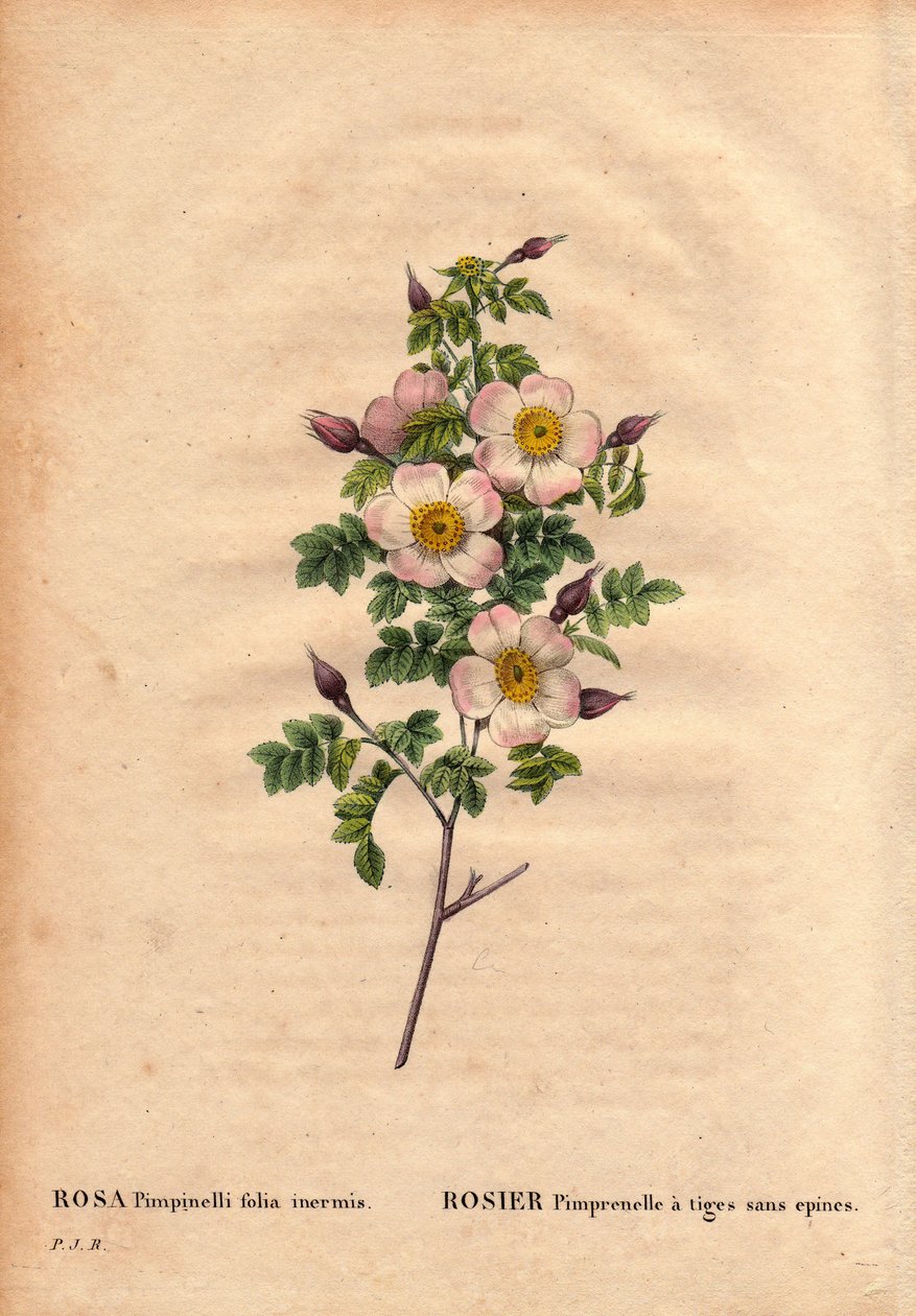 Deska Botaniczna, Kwiat, Róża Odmiana: Róża pimprenelle z łodygami bez kolców (Rosa pimpinellifolia inermis). W „” Les Roses”, tom 2 autorstwa Pierre