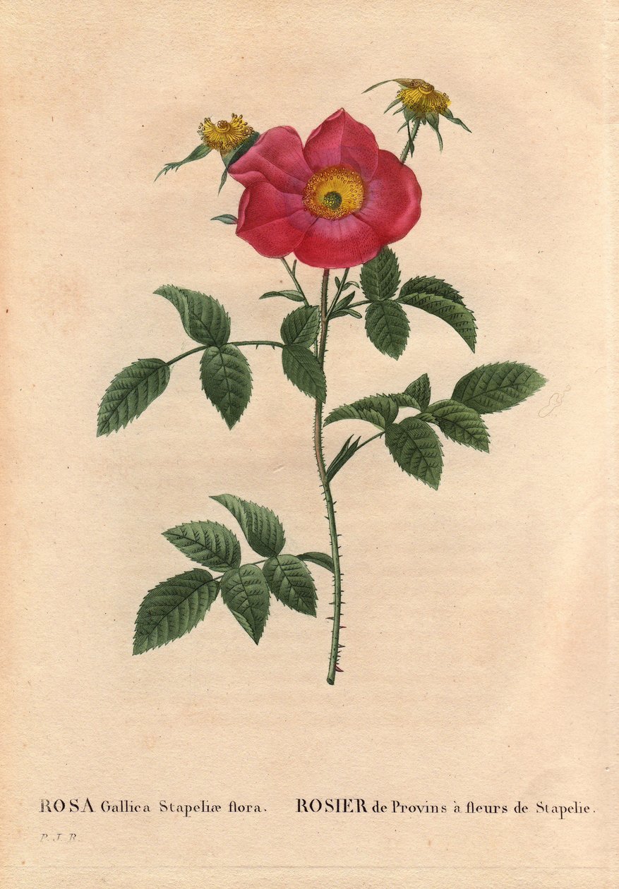 Tablica botaniczna, kwiat, odmiana róży: róża pospolita z kwitnieniem stapelii (flora Rosa Gallica Stapeliae), gatunek prawdopodobnie wytępiony. W „” Les Roses”, tom 2 autorstwa Pierre