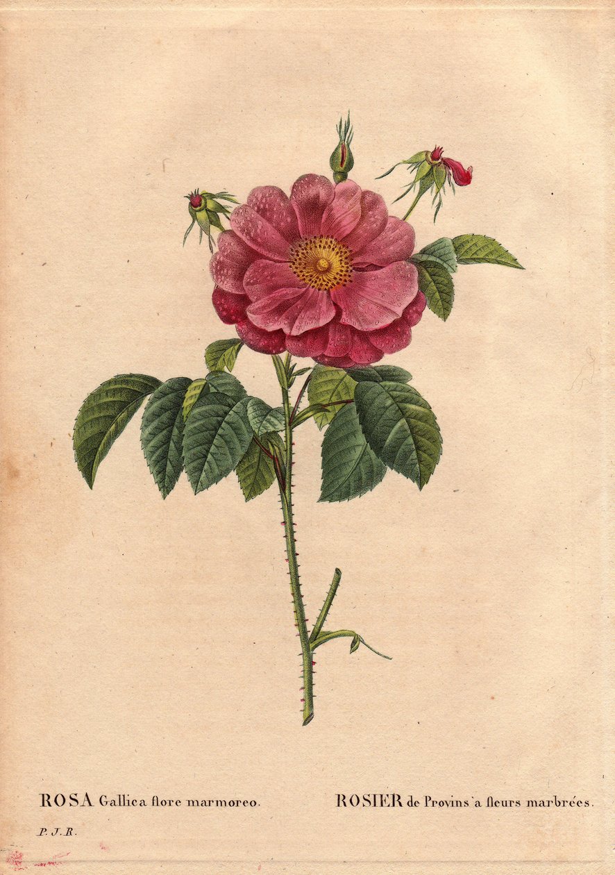 Deska Botaniczna, Kwiat, Róża Odmiana: Provin Rose z marmurkowymi kwiatami (Rosa gallica flore marmoreo). Nieznane pochodzenie. W „” Les Roses”, tom 2 autorstwa Pierre