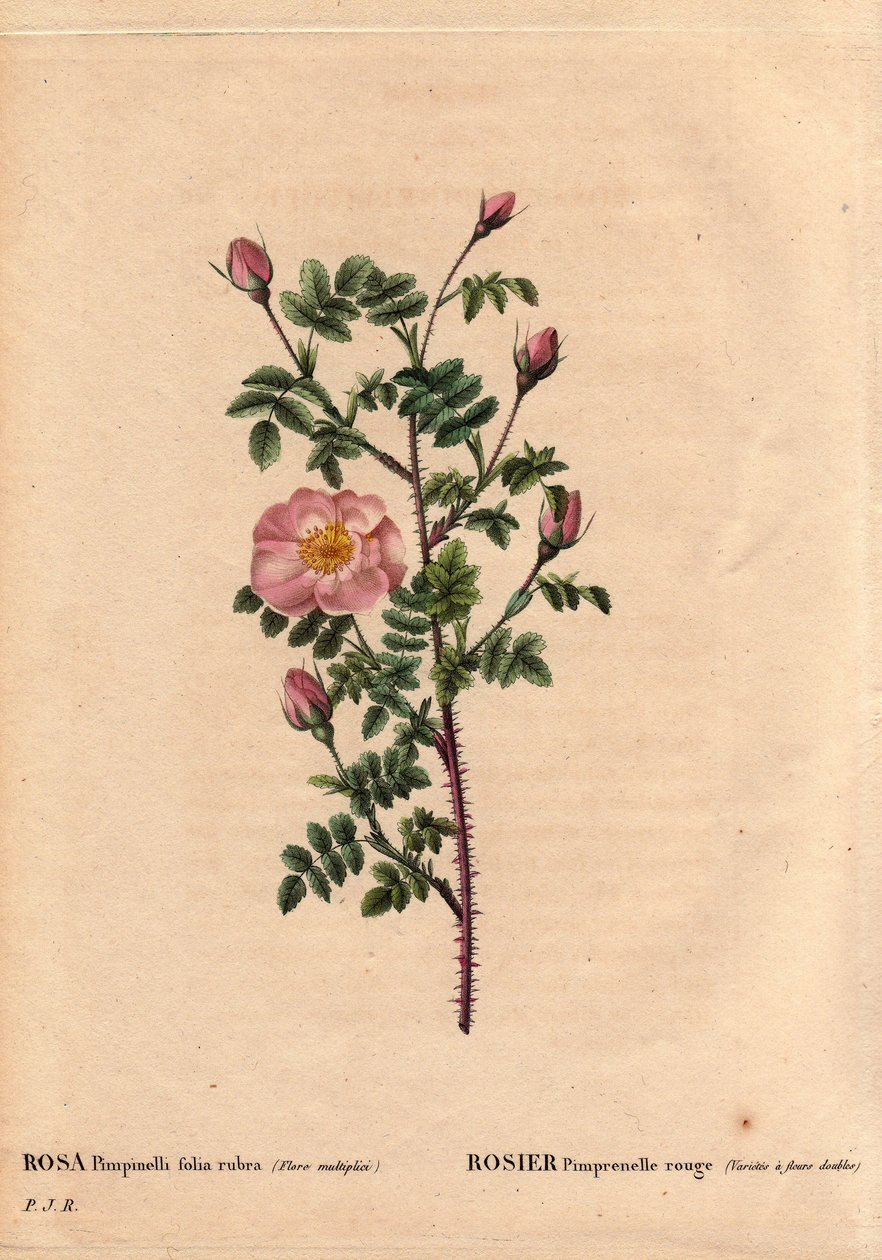 Tablica Botaniczna, Kwiat, Róża Odmiana: Red Pimprenelle Rose (odmiana ma podwójne kwiaty). Po łacinie: Rosa pimpinellifolia rubra. Kwiaty wyhodowane przez Monsieur Descenemet, około 1800 r. W „” Les Roses”, tom 2 autorstwa Pierre Joseph Redoute (1759-1840 autorstwa Pierre Joseph Redouté
