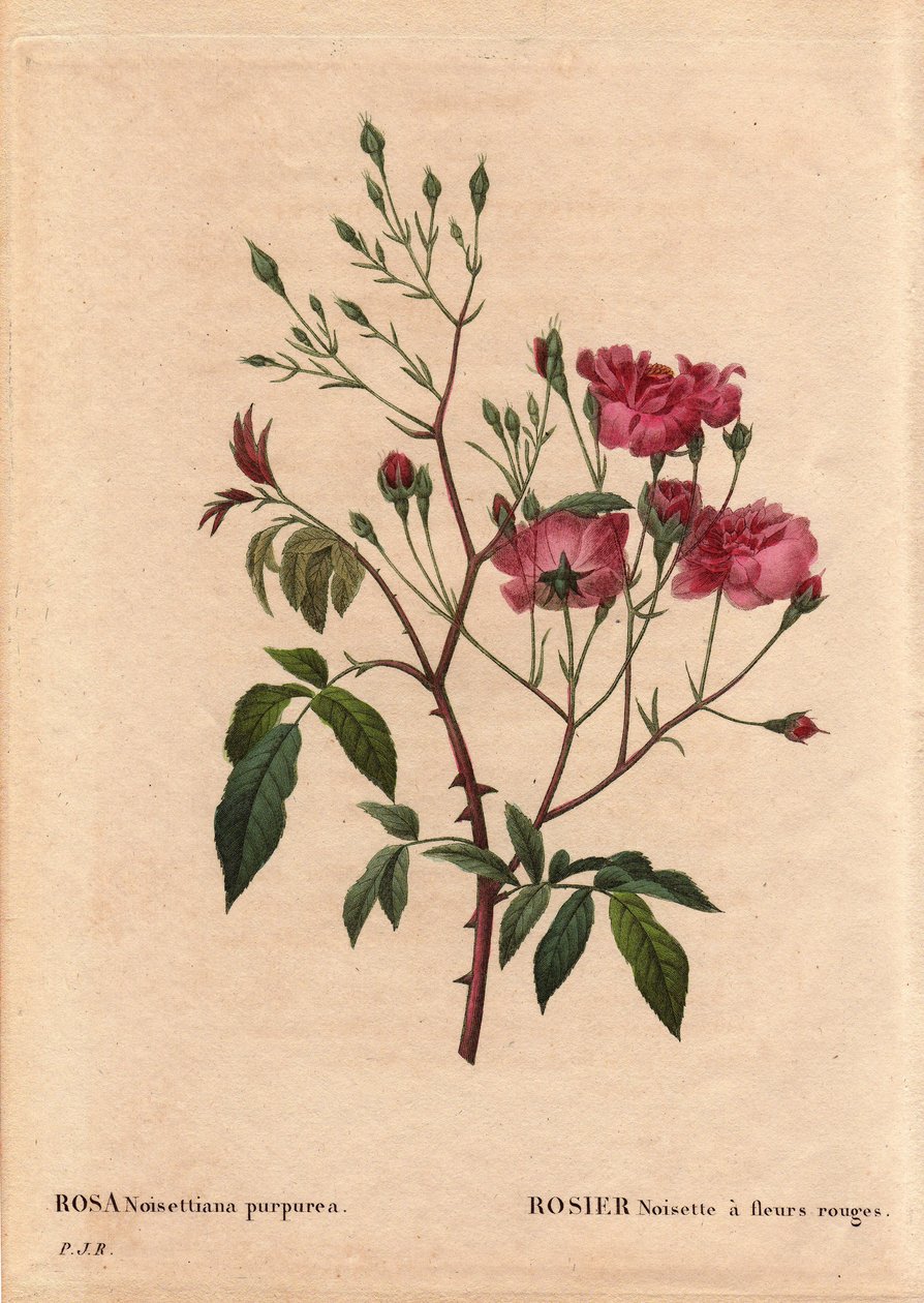Tablica Botaniczna, Kwiat, Odmiana Róży: Róża Orzech Laskowy z czerwonymi kwiatami (Rosa noisettiana purpurea), uzyskana z nasion odmiany Róża Orzech Laskowy w 1822 roku w ogrodzie Monsieur Ternaux. W „” Les Roses”, tom 2 autorstwa Pierre