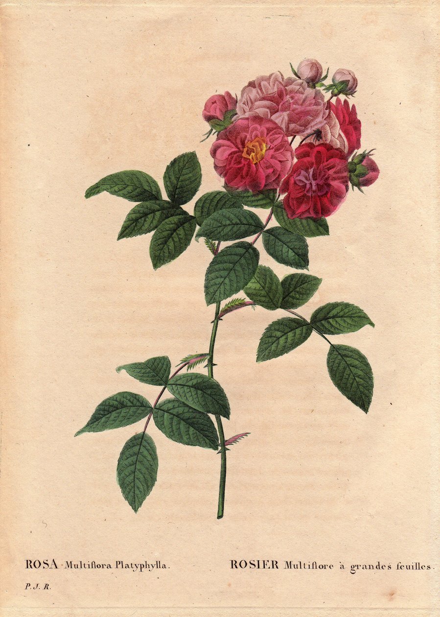 Tablica Botaniczna, Kwiat, Róża Odmiana: Rosa multiflora o dużych liściach (Rosa multiflora platyphylla) uprawia artir nasion wprowadzony w Bretanii przed 1817 rokiem. W „Les Roses”, tom 2 Pierre Joseph Redoute (1759-1840) autorstwa Pierre Joseph Redouté