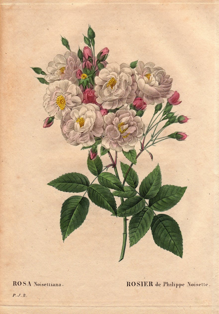 Deska Botaniczna, Kwiat, Róża Odmiana: Róża z orzecha laskowego Filipa (Rosa noisettiana). Hybrydowy gatunek róży moschata chinensis wyhodowany w Stanach Zjednoczonych przez Johna Champneya i wprowadzony do Francji przez Philippe